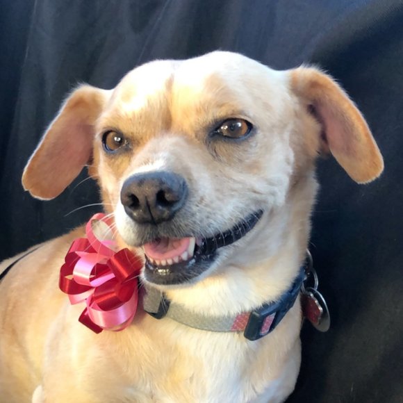 Meet your Posher, Adriel - Picture 1 of 1